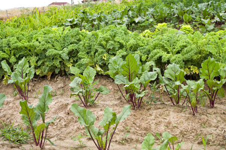 天然传统有机蔬菜种植在小型家庭菜园