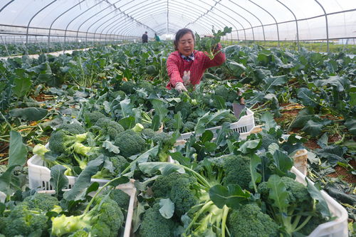 光山 特色蔬菜种植富乡亲
