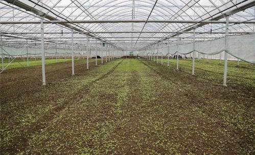 年产蔬菜60万公斤 嘉定新增一个现代化蔬菜种植基地