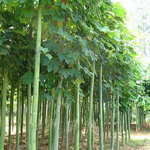 供应各种工程苗木 花卉 基地直销 优质 青桐树 梧桐树