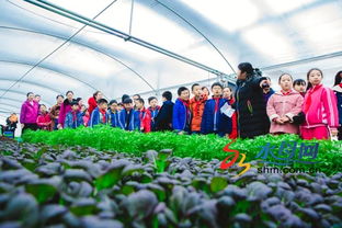 莱州双语学校组织开展盆栽蔬菜种植体验活动