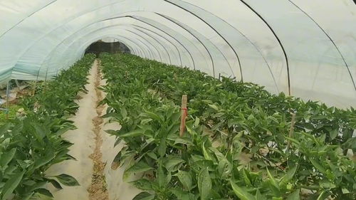 北方的80后南方种植反季节蔬菜,蔬菜行情好,30亩辣椒卖四十多万