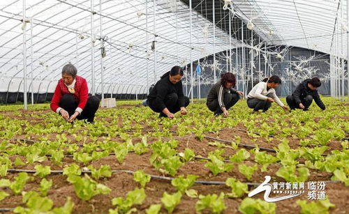 视觉临汾 襄汾路平农科蔬菜种植助农增收