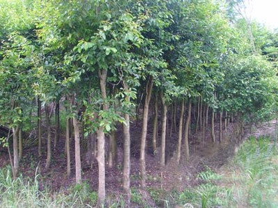 福建漳州马口绿化苗木基地